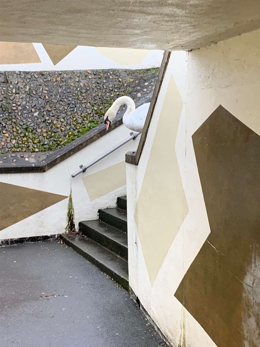 Swan wandering along the underpass in Newbury Picture: Dave Furey