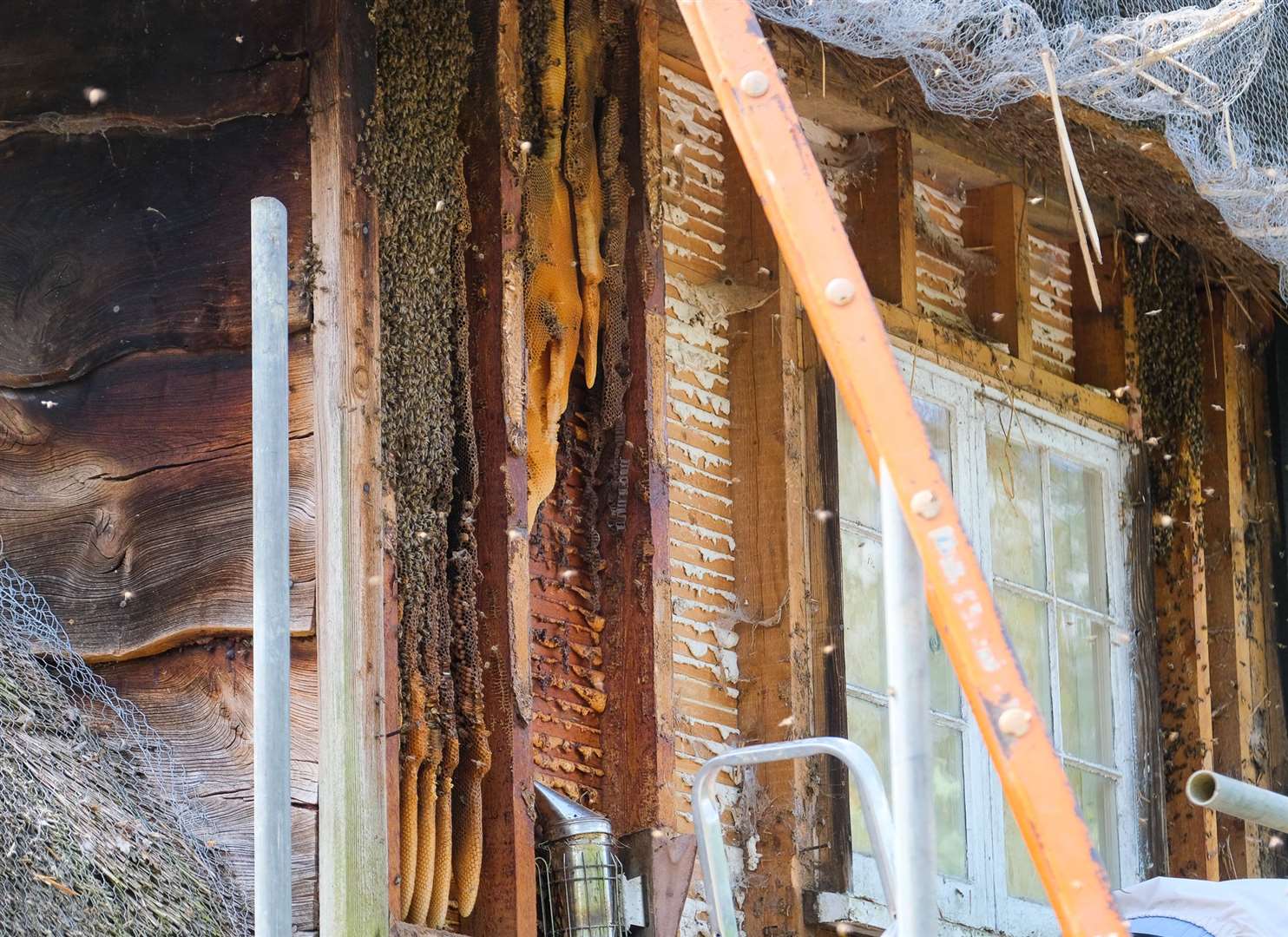 Huge beehive in Highclere