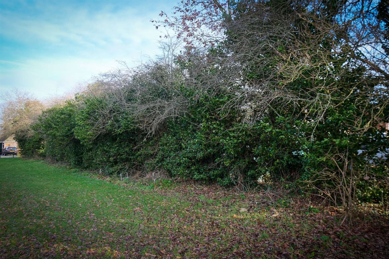 The hedge viewed from Wash Common Park