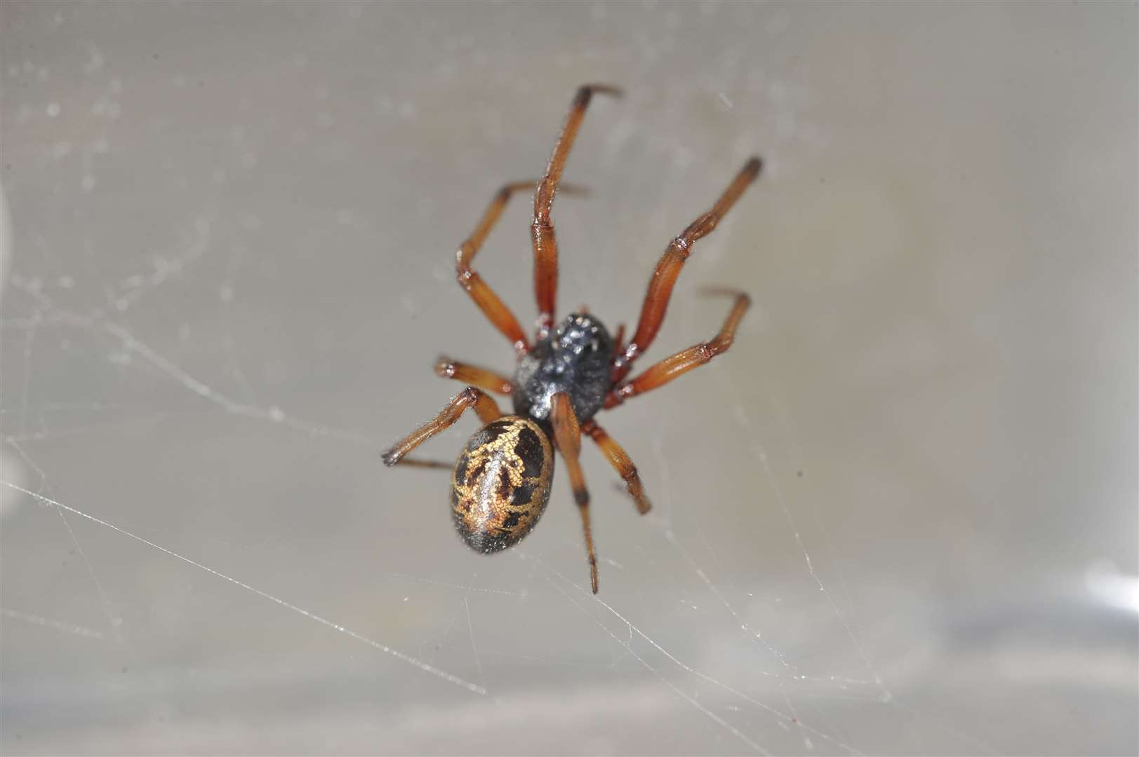 False widow spider