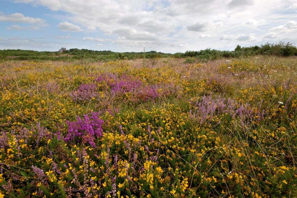 Greenham Common. Credit: Rob Appleby