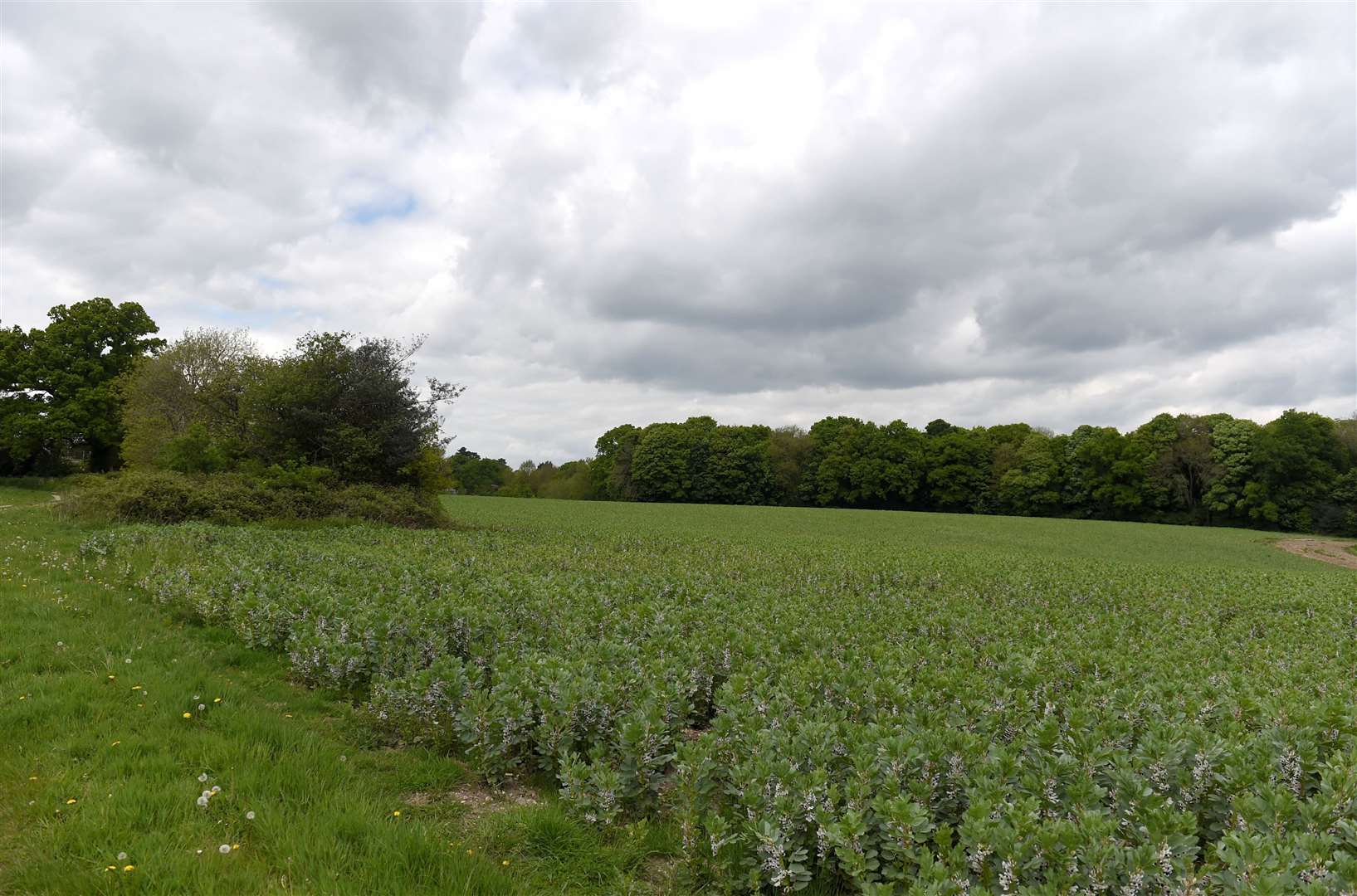 Thousands of people have signed a petition after plans for more than 1,000 houses on the site of Watership Down was given the go-ahead by the government last week