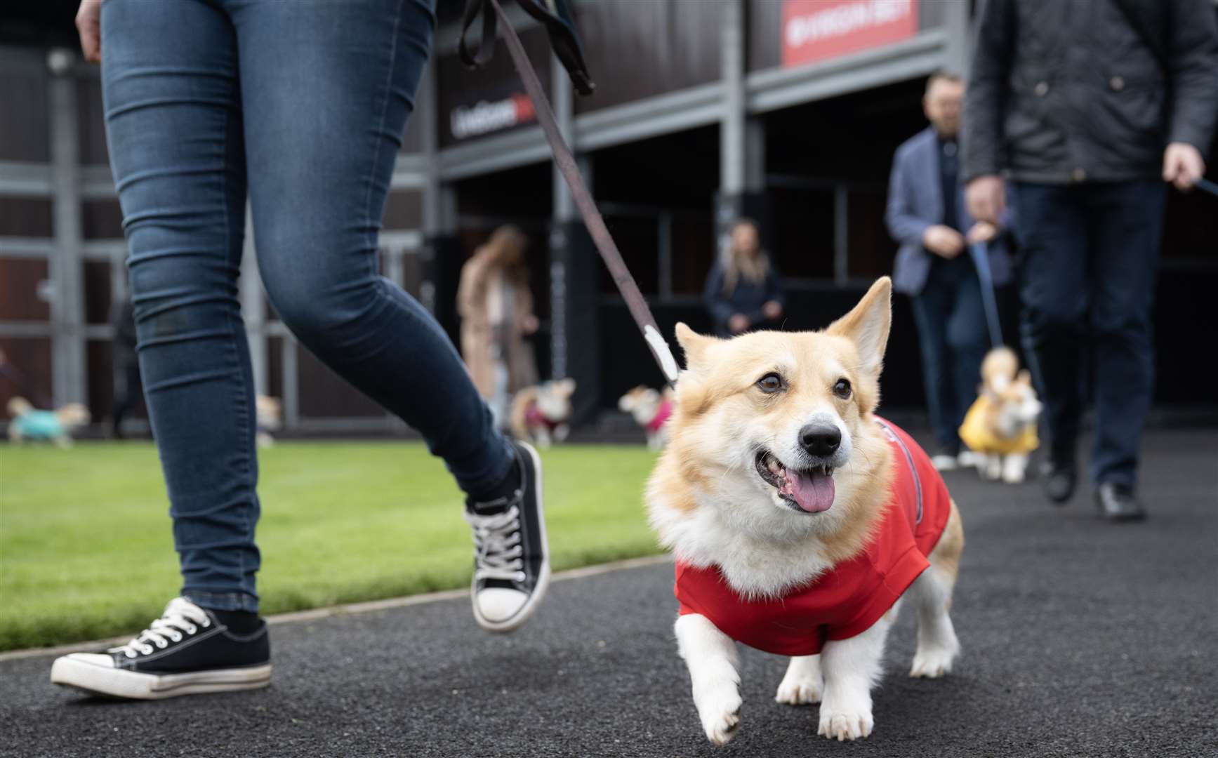 The corgi contingent enjoyed the parade ring before their race (Lesley Martin/PA)