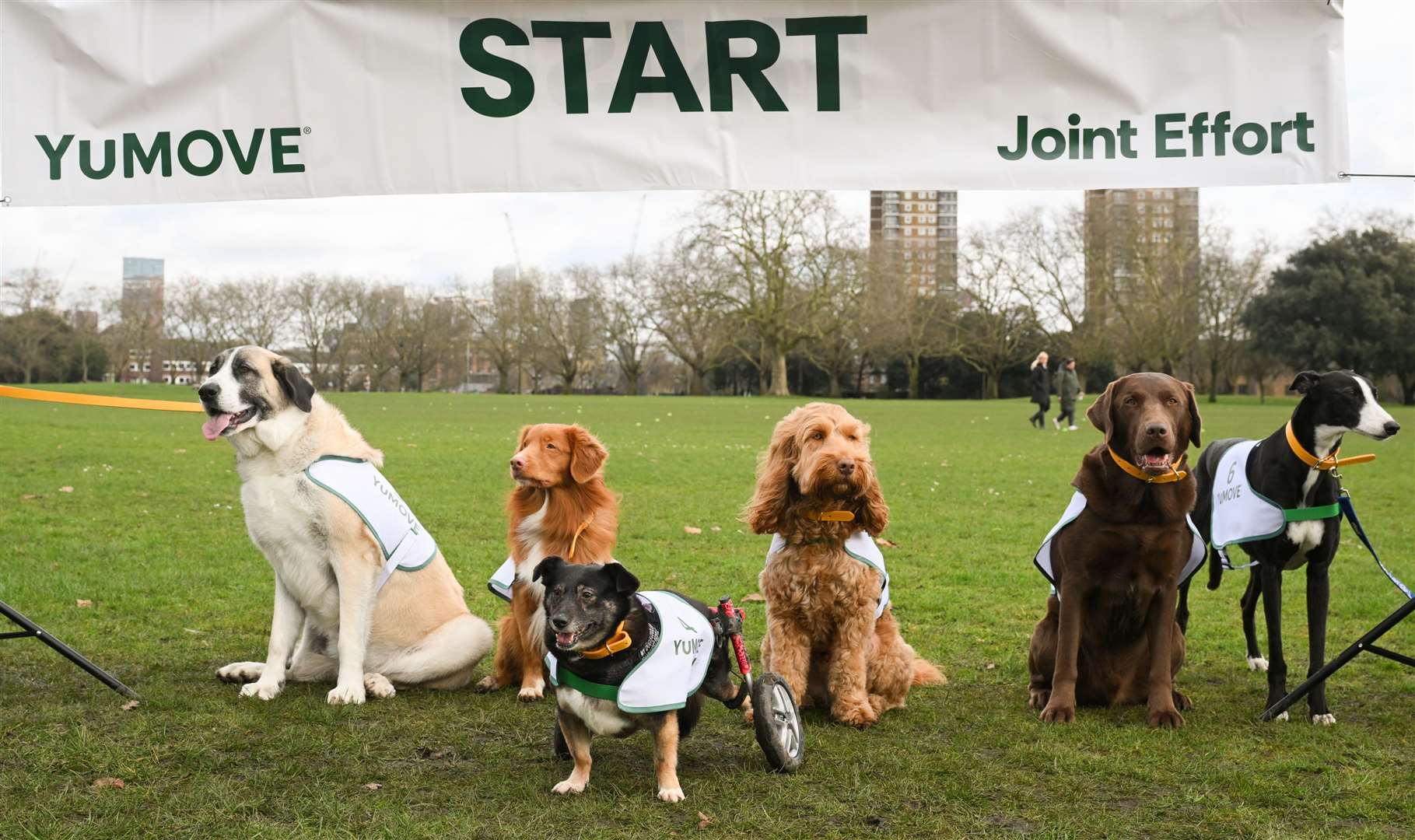 Taking on the challenge were Hector, Pippa the two-legged wonder, Tina, Rolo, Ella the Greyhound and Nigel