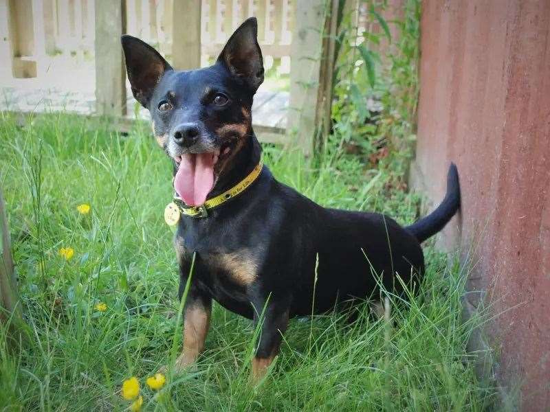 Leo is searching for a forever family