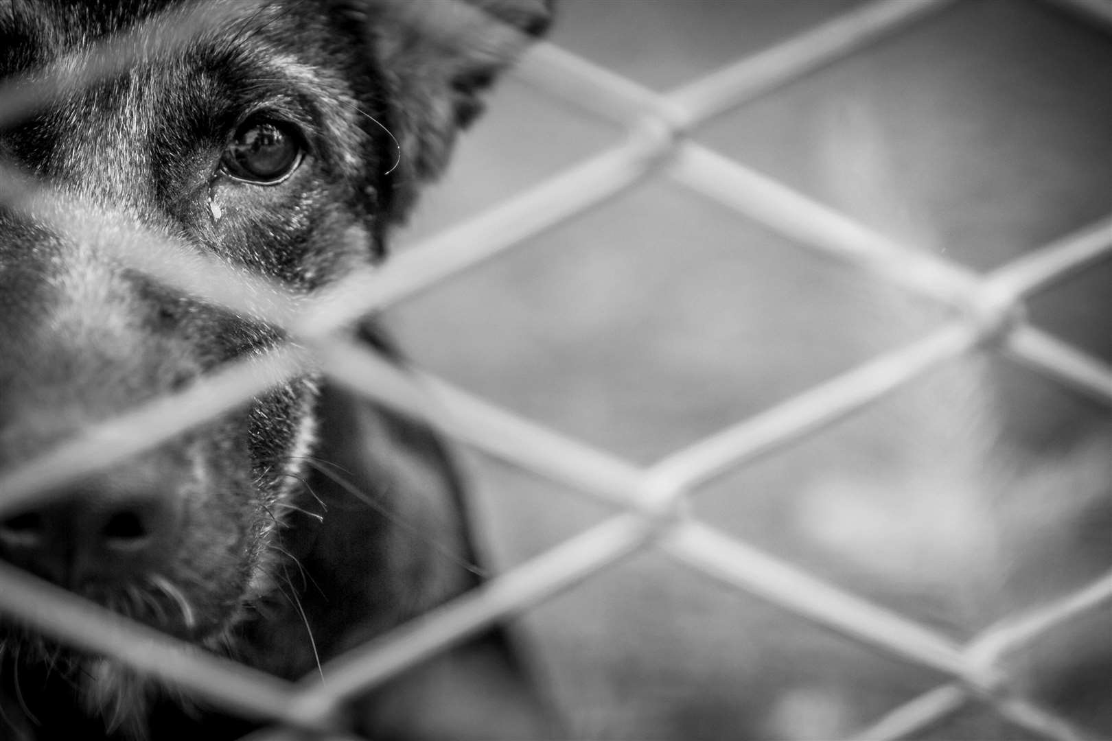 Dogs Trust has urged people to think again when purchasing puppies on the internet