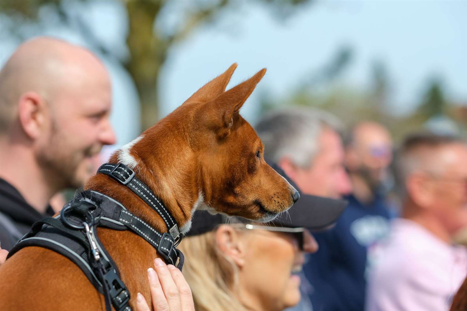 Many handsome-looking hounds were present at the two-day festival