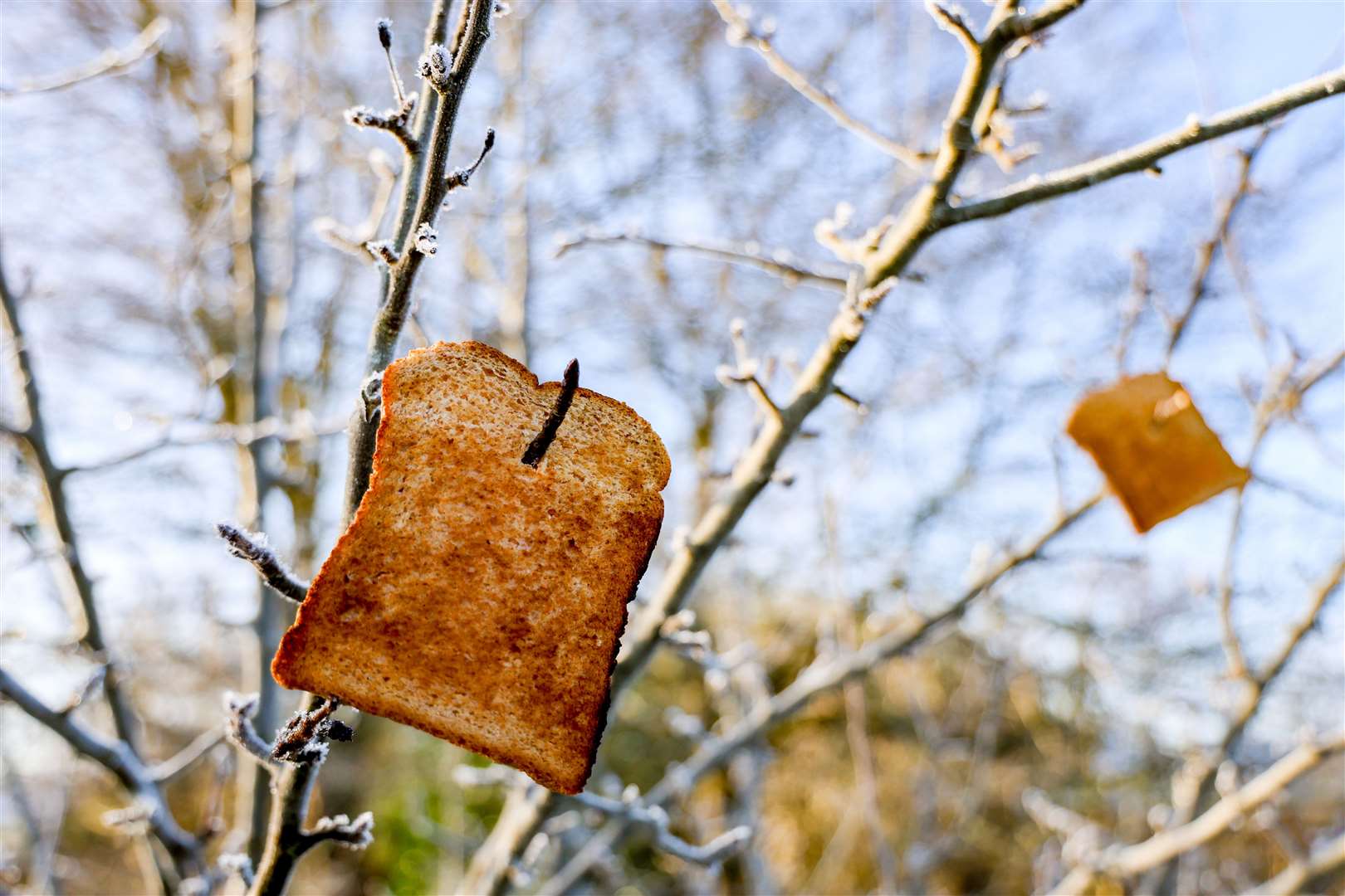 Wassail at the City Recreation Ground orchard in Newbury on January 11