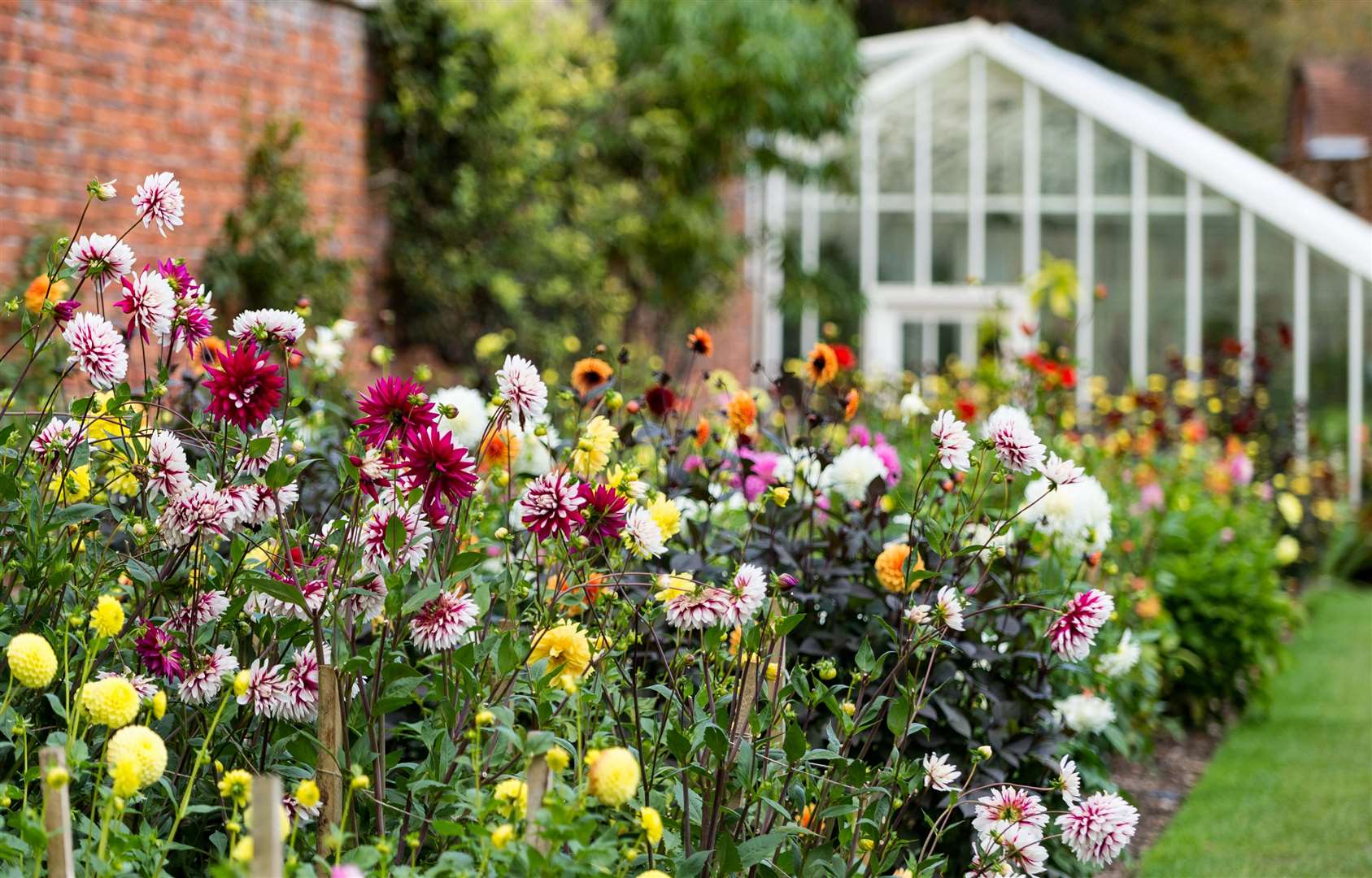 The Vyne - dahlias in the walled garden, National Trust Images Dave Hughes