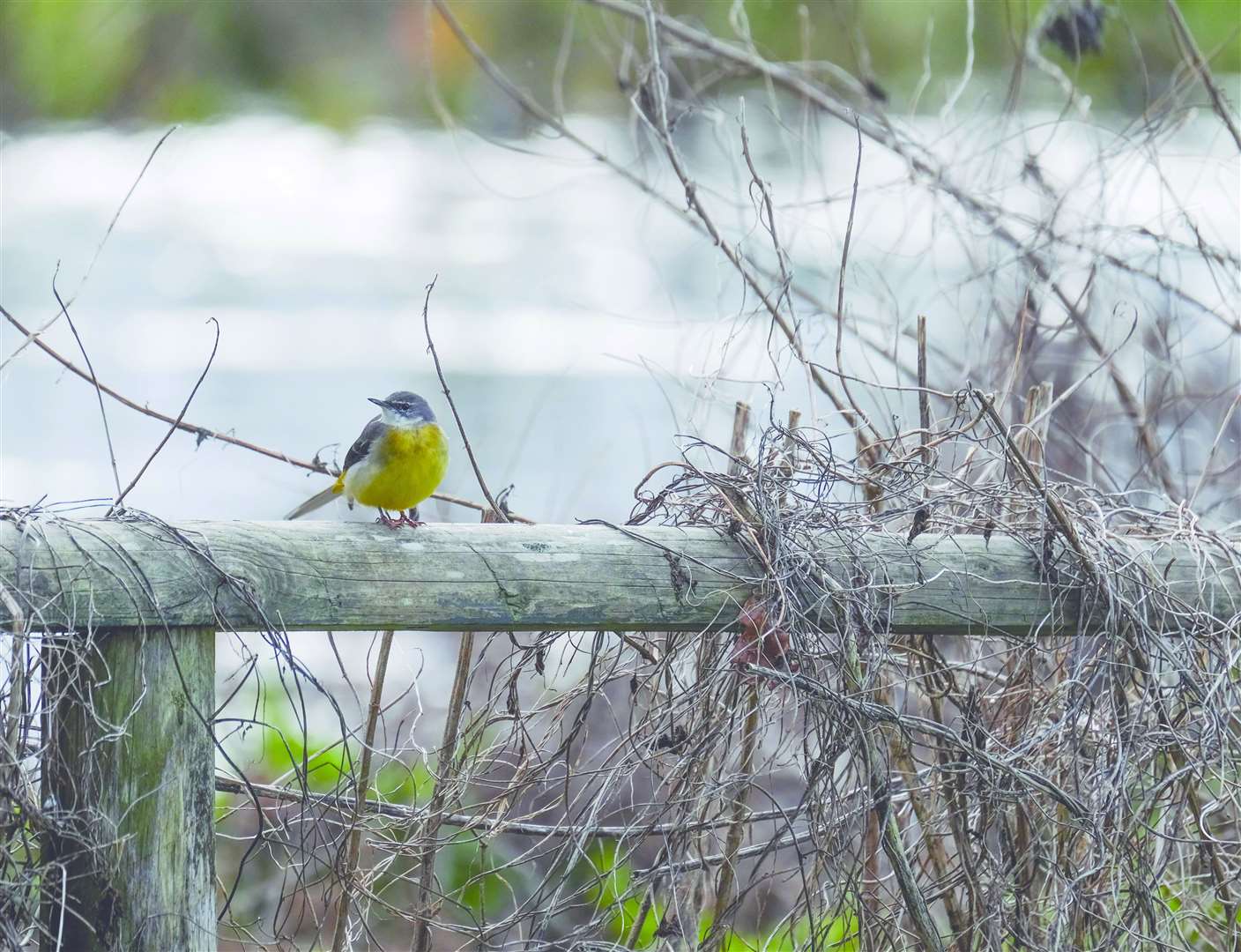 Wildlife thrives along the River Kennet