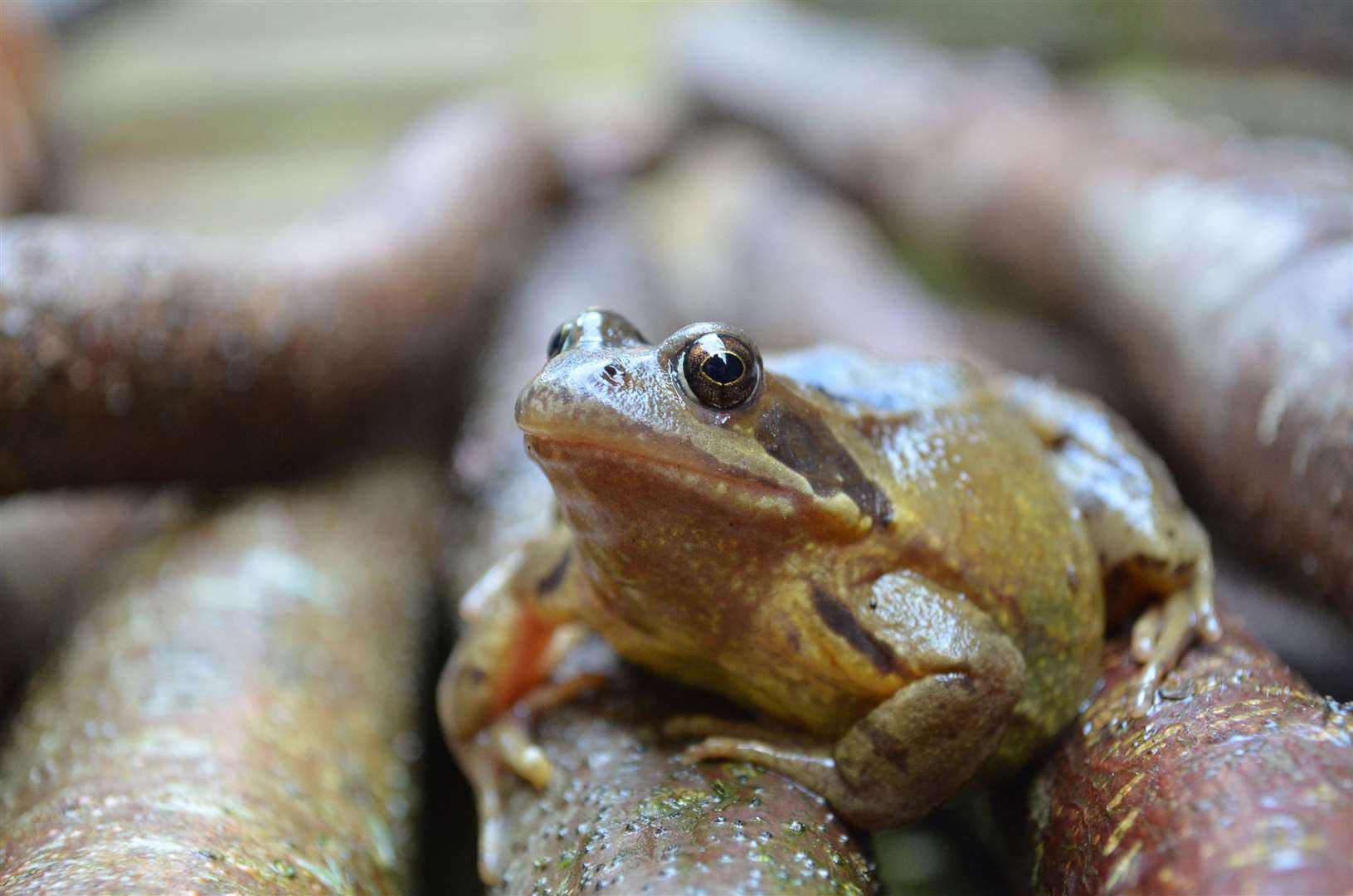 Encouraging other wildlife that will eat the beetle can help control large populations