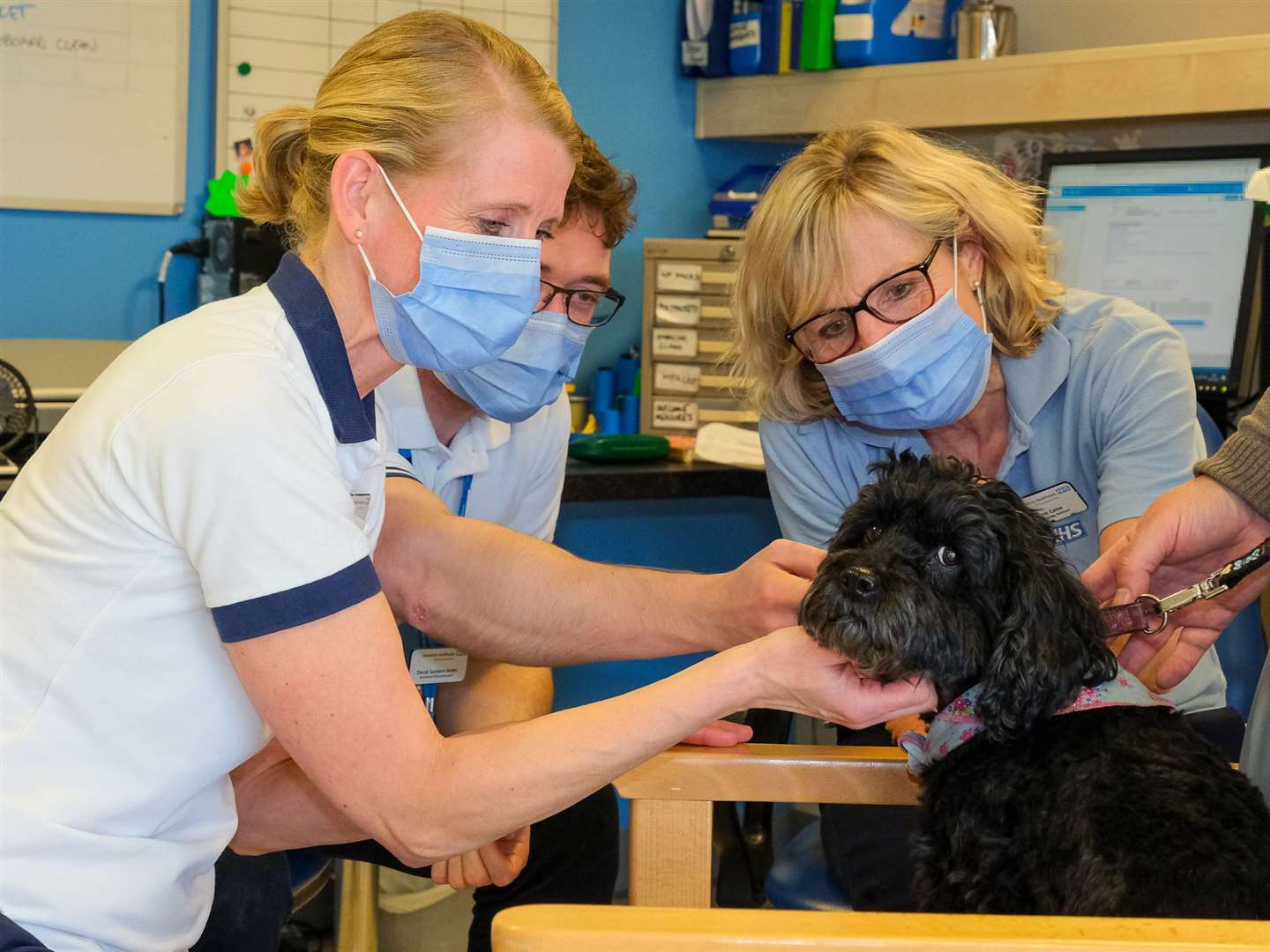 Bella the therapy dog visits West Berkshire Community Hospital, Bella with Physiotherapy team Ref: 05-0122