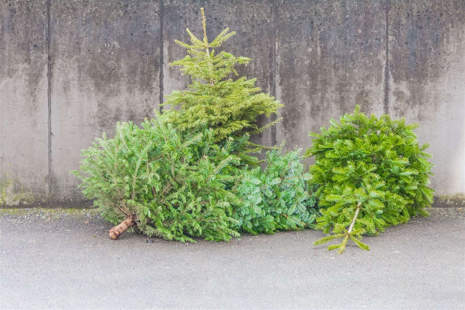 You can leave your tree out for collection in January if you are a garden waste customer