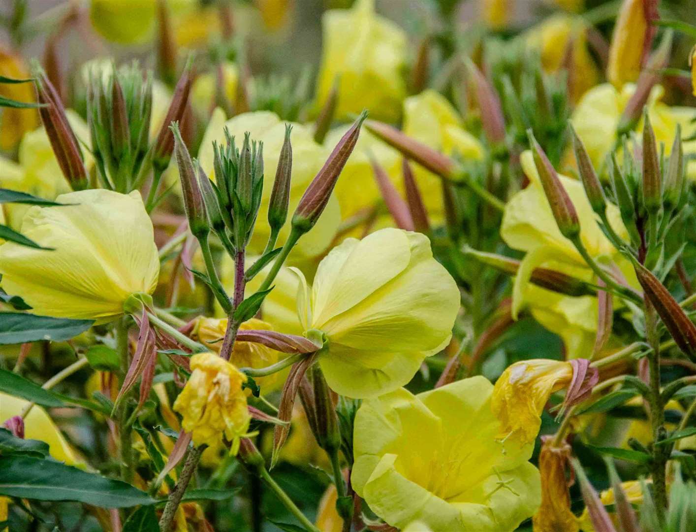 Flower beds in bloom