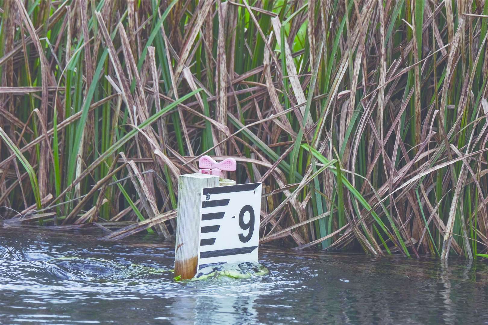 The water levels were high over the winter