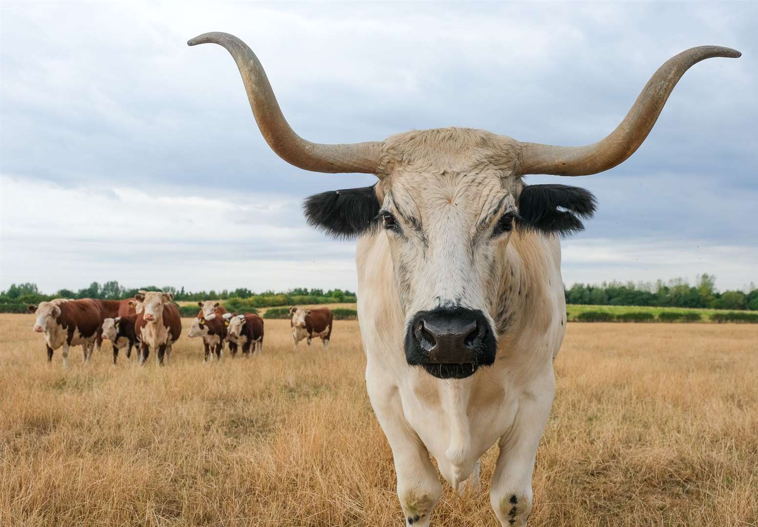 Winston is a 16-year old British White Park steer that weighs around a tonne