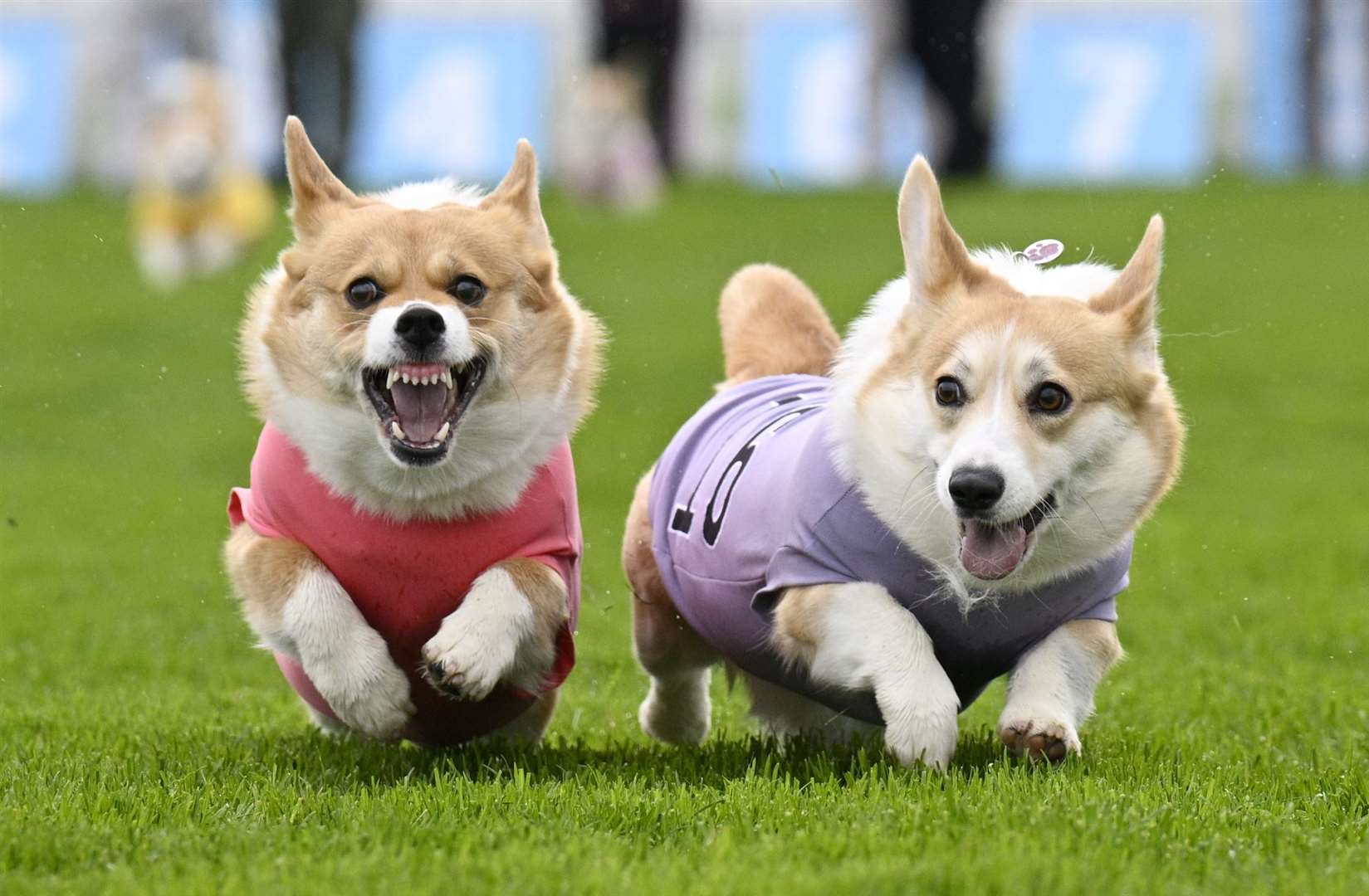 Participants take part in the Corgi Derby (Lesley Martin/PA)