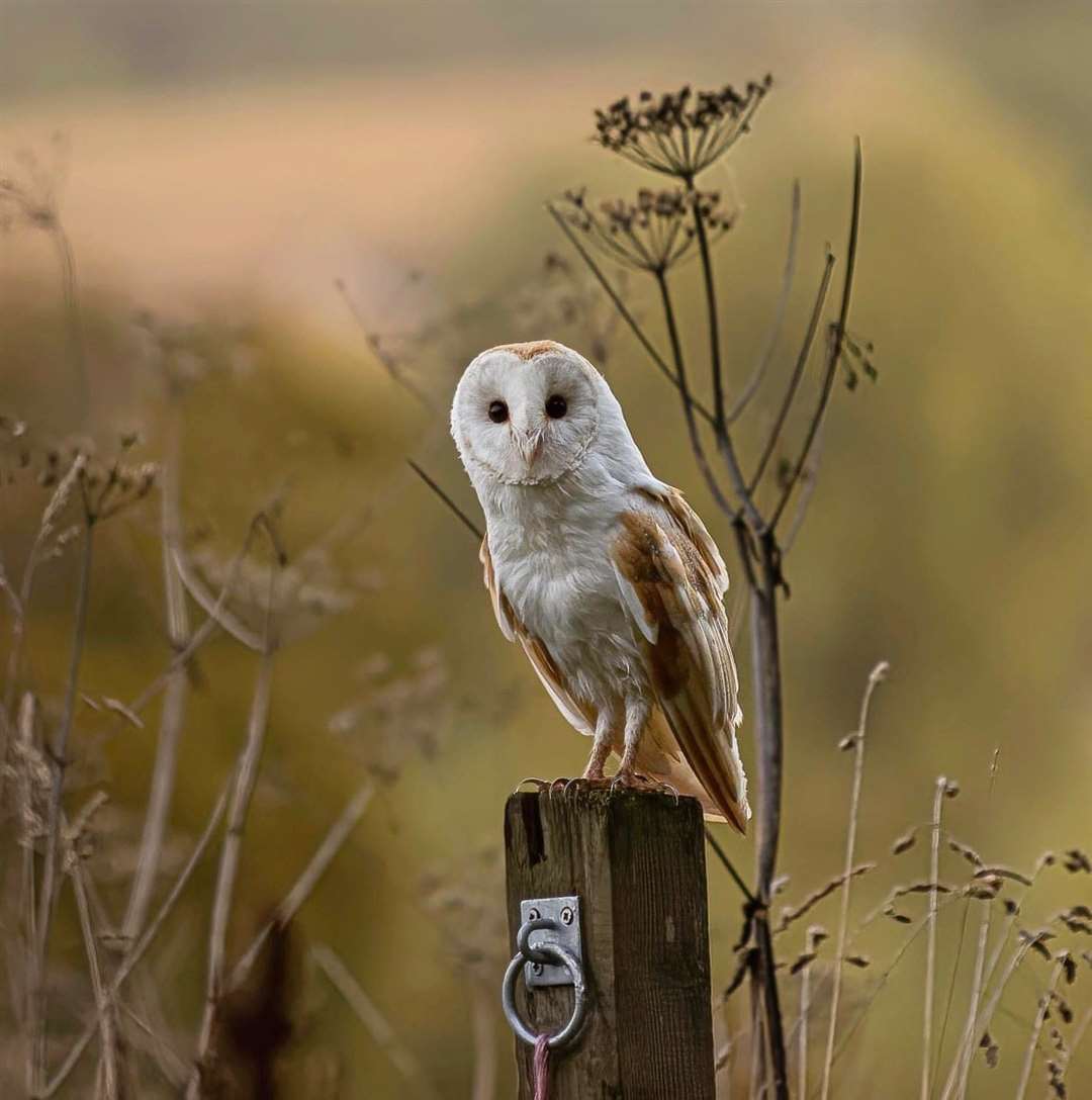 Credit: Neil Brailsford (59751722)