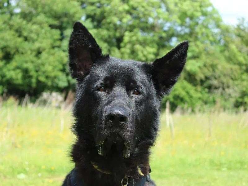Could you be the forever home for the beautiful Bagheera?