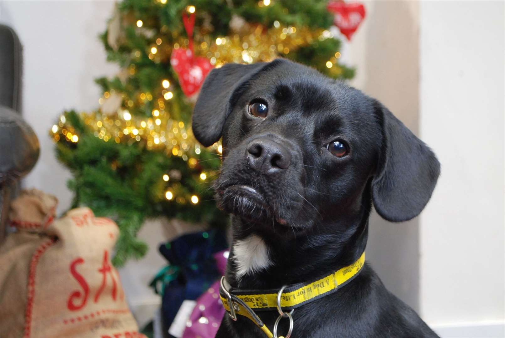 Teddy needs a loving home