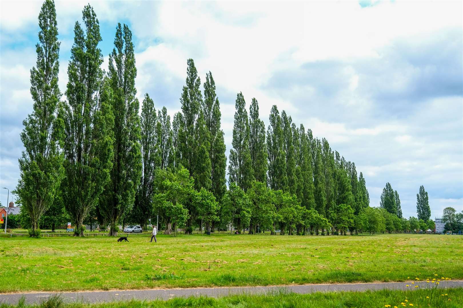 All 54 Stroud Green Lombardy poplar trees to be cut down end of year amid safety concerns, confirms West Berkshire Council