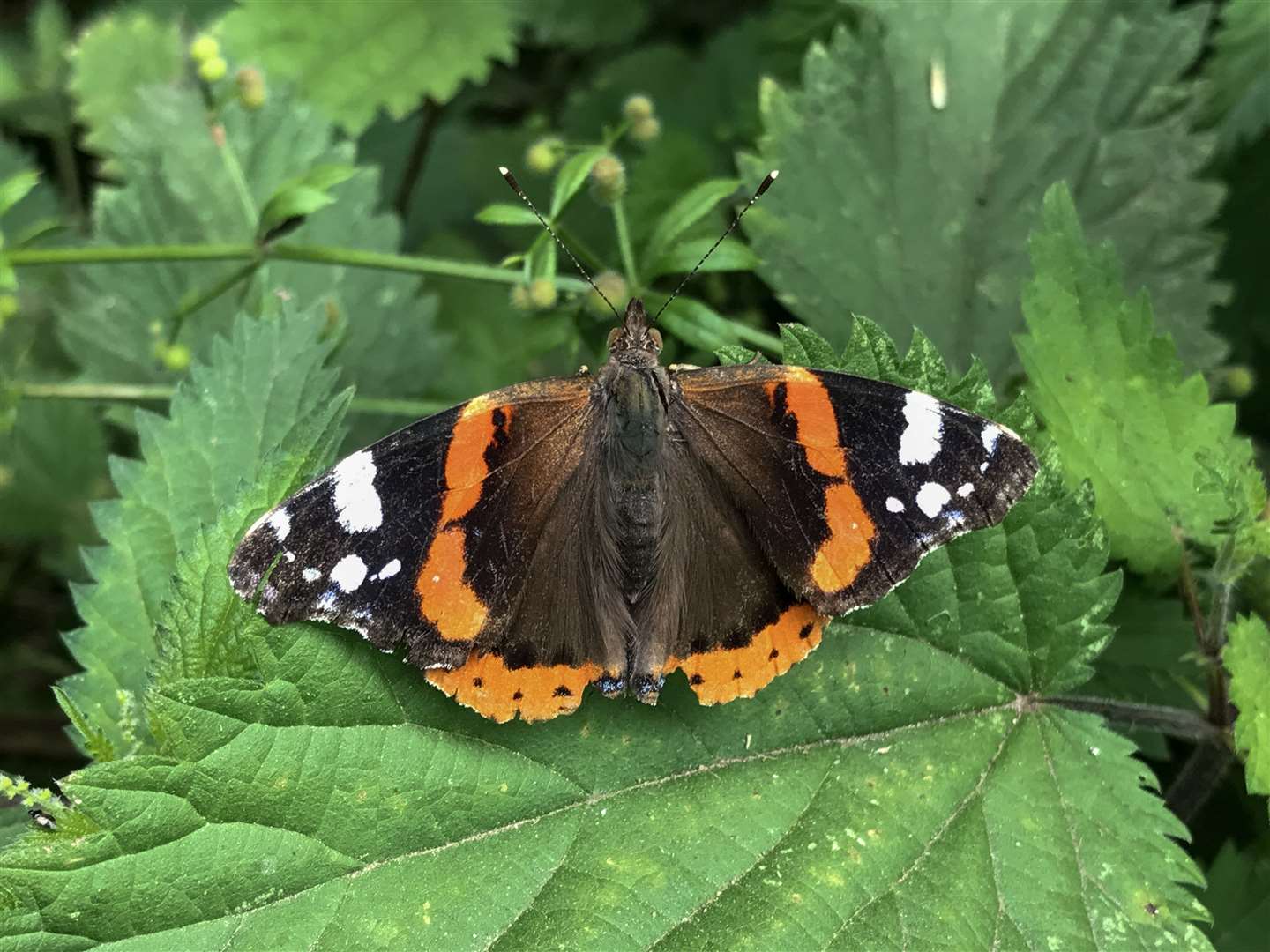 Butterflies thrive off wildflowers