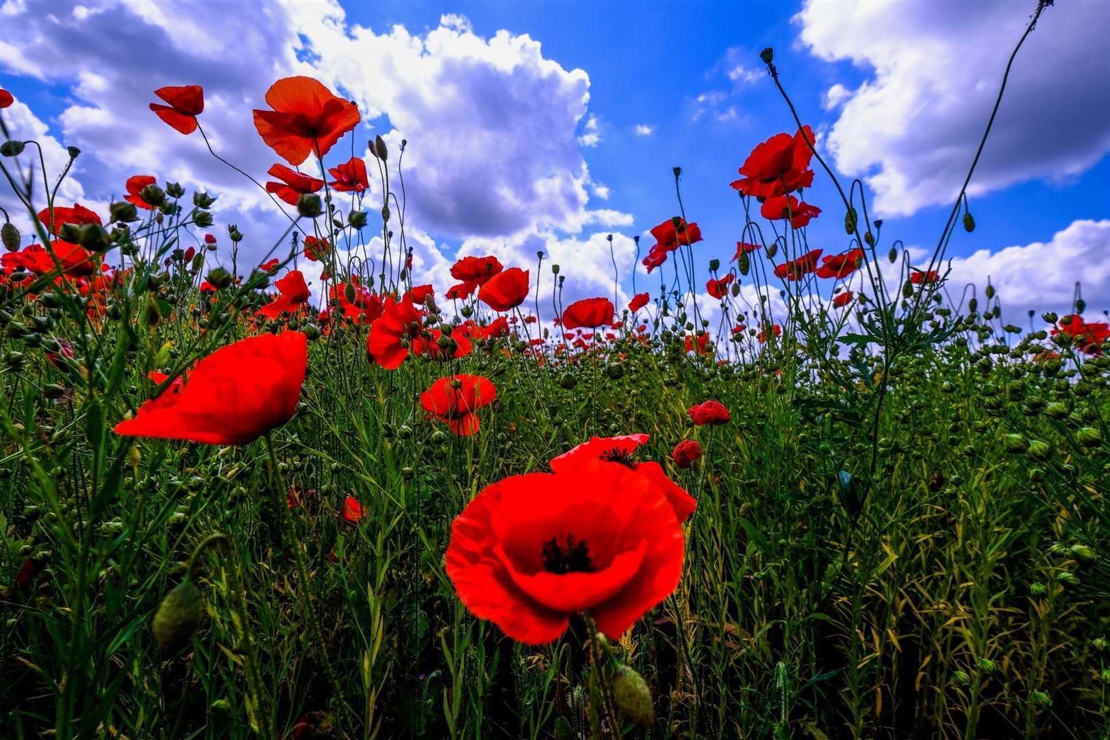 Poppies of remembrance