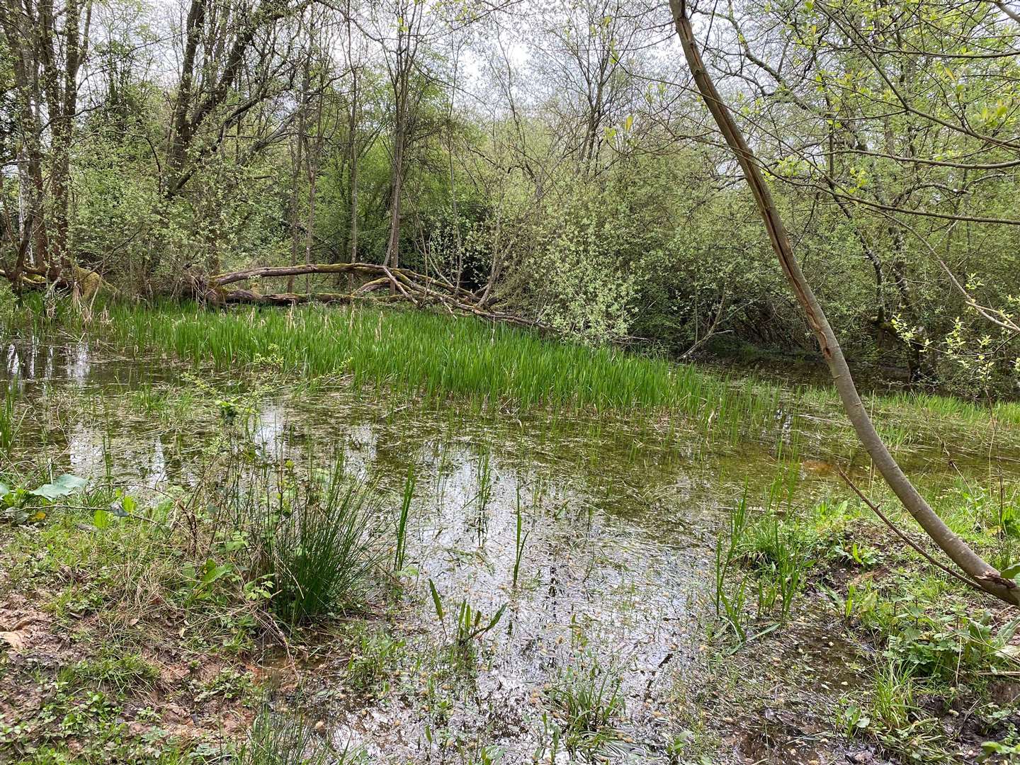 Kintbury nature reserve