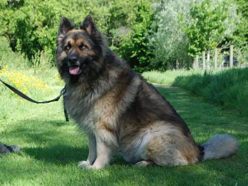 Bear was at Dogs Trust Newbury’s rehoming centre