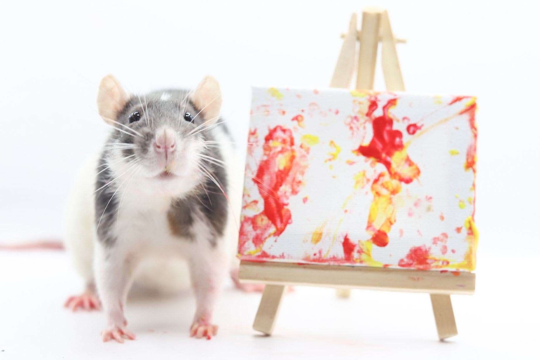 One of Ms Toogood’s rats (Steph Toogood/Toogoods Tiny Paws/PA)
