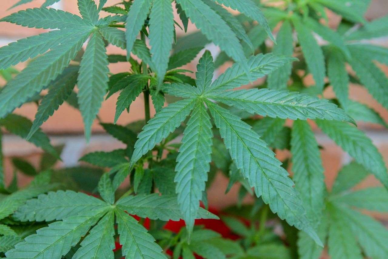 Thames Valley Police says it wants people to look out for signs that cannabis is being grown in their neighbourhood