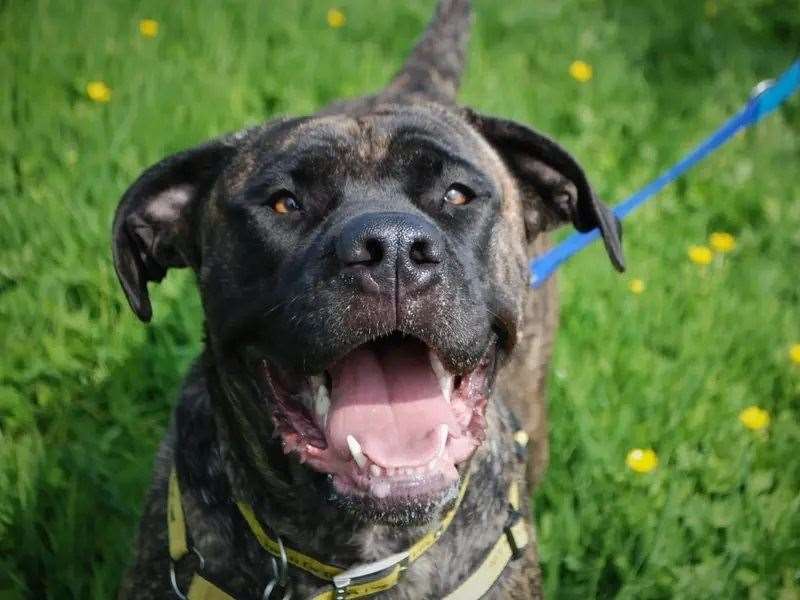 Could you give Ebony a loving home?