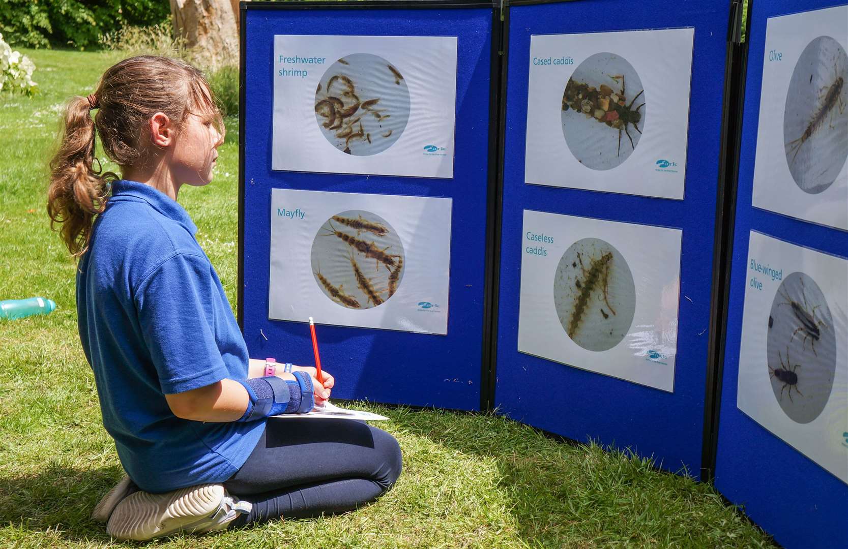 An Englefield Primary School pupil learning about different water-based creatures, credit: Englefield Estate