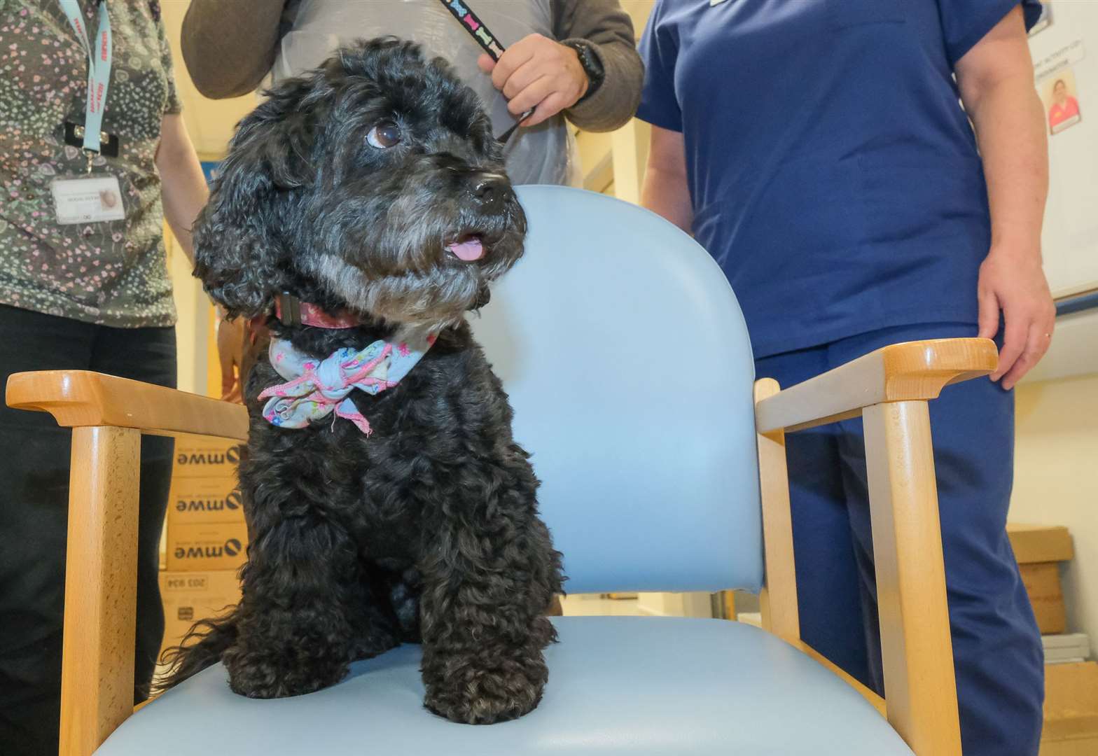 Bella the therapy dog visits West Berkshire Community Hospital .Ref: 05-0122