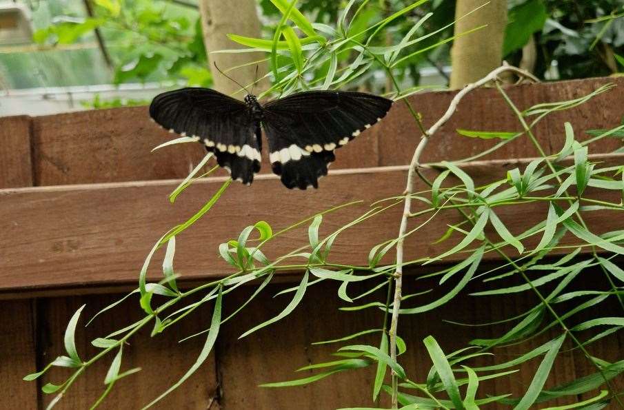 Butterflies at the Living Rainforest, picture: Living Rainforest