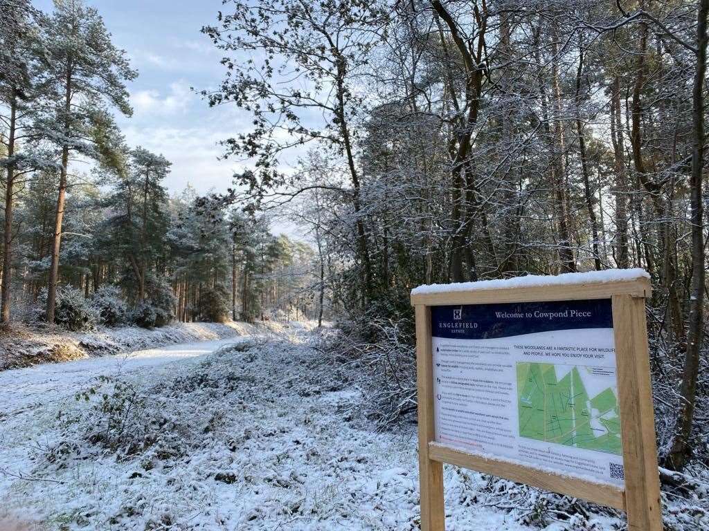 Snow in Englefield Estate woodland