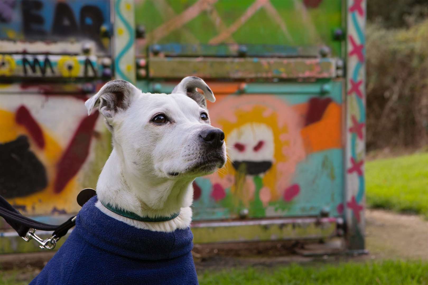 Dogs Trust supports West Berkshire homeless and their pets this Christmas