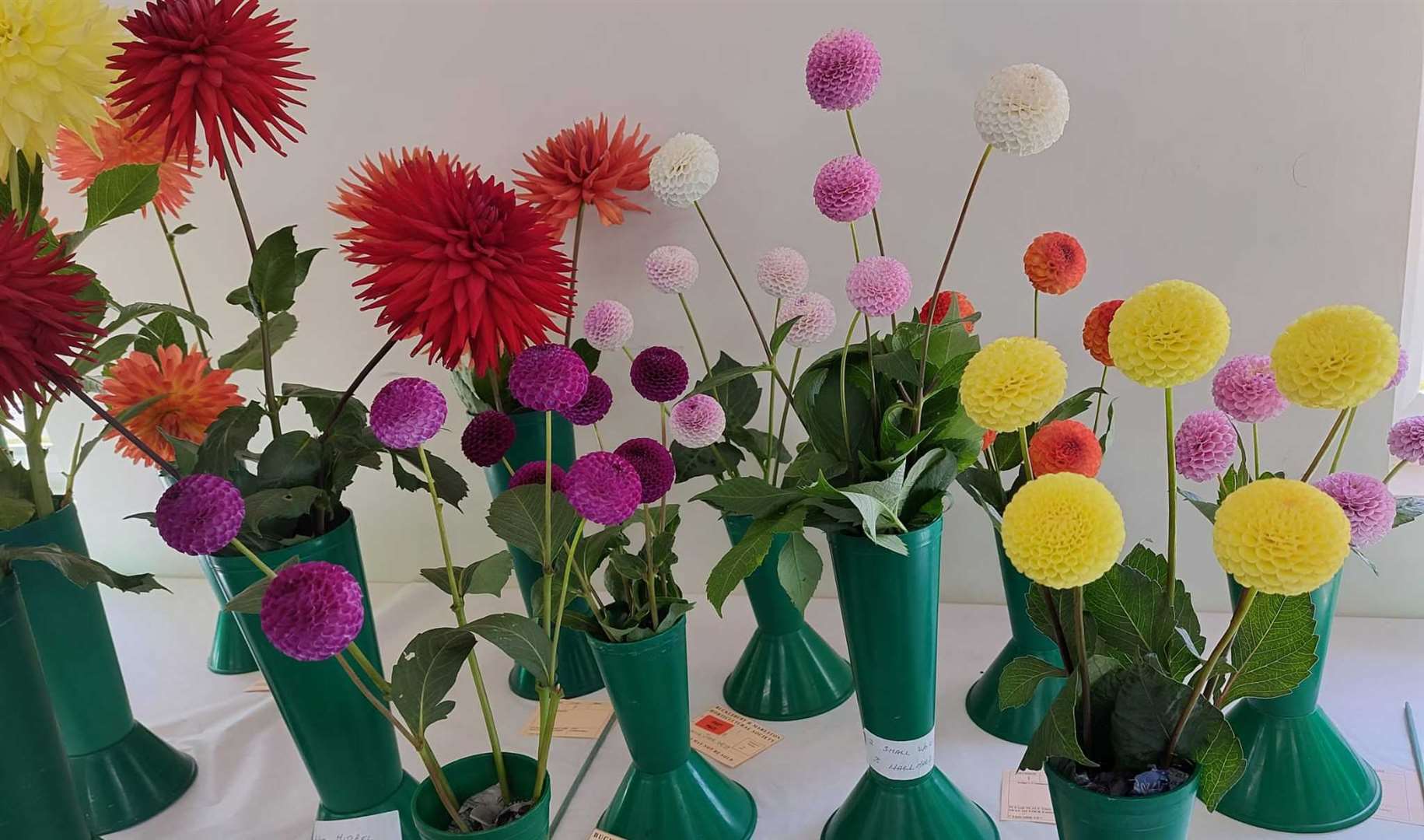 Flowers exhibited at the show. Credit: Thatcham Photography Club