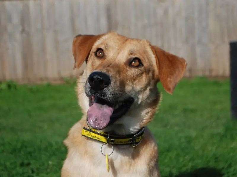Some of the dogs we have featured in our Dogs Trust Dog of the Week over the past year