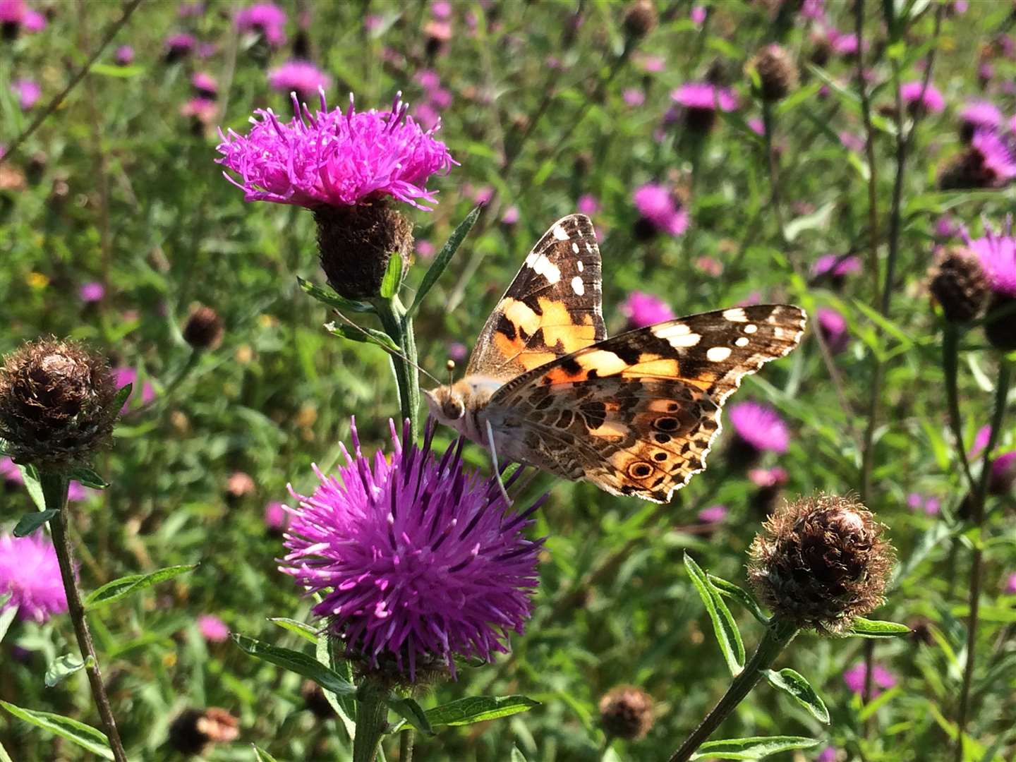Painted Lady on common knapweed in long-grass lawn Picture: Trevor Dines Plantlife