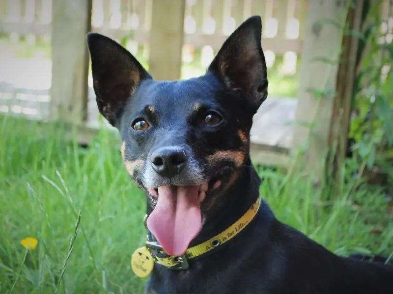 Leo is looking for a loving home