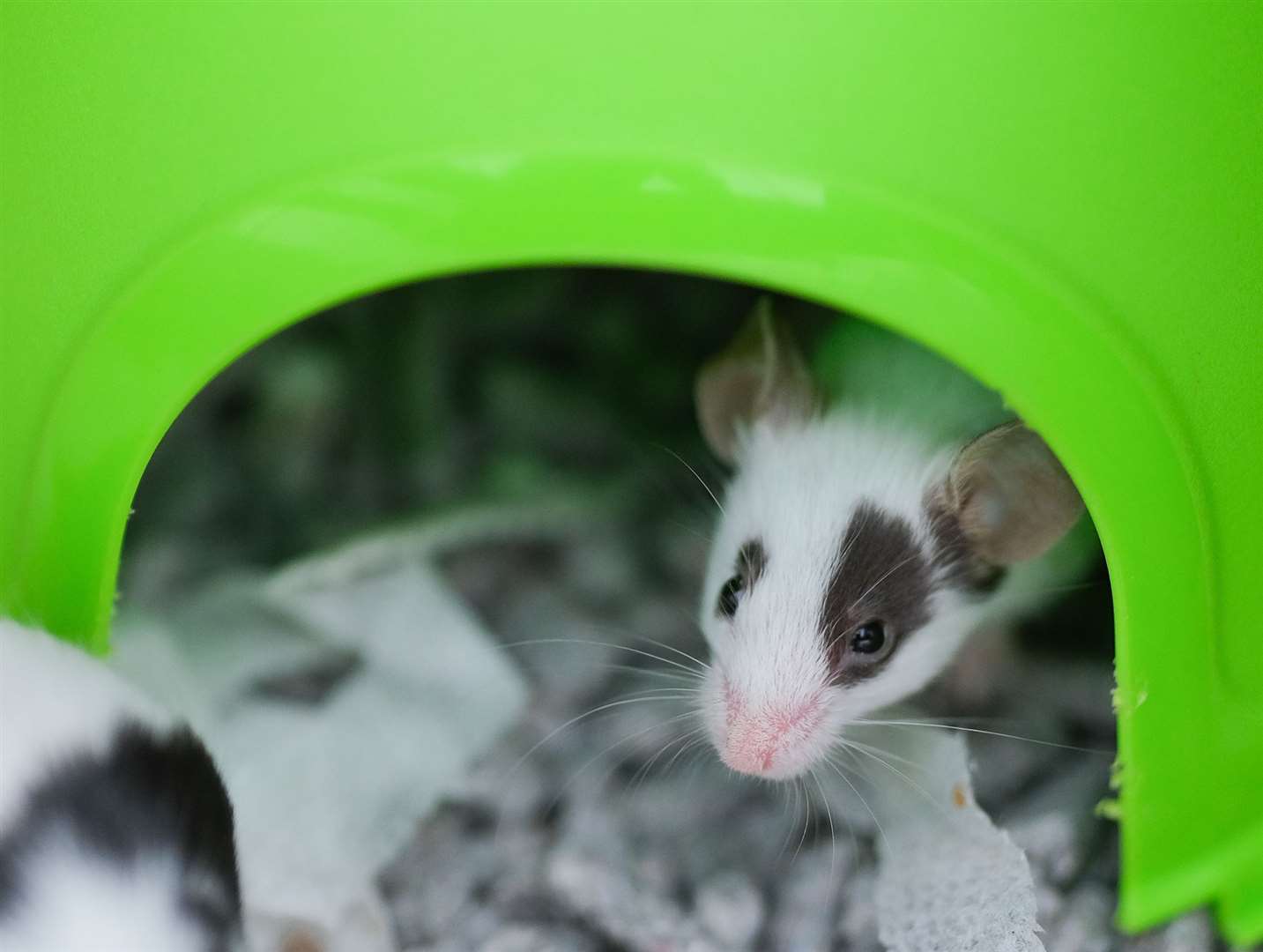 Mice in need of a home