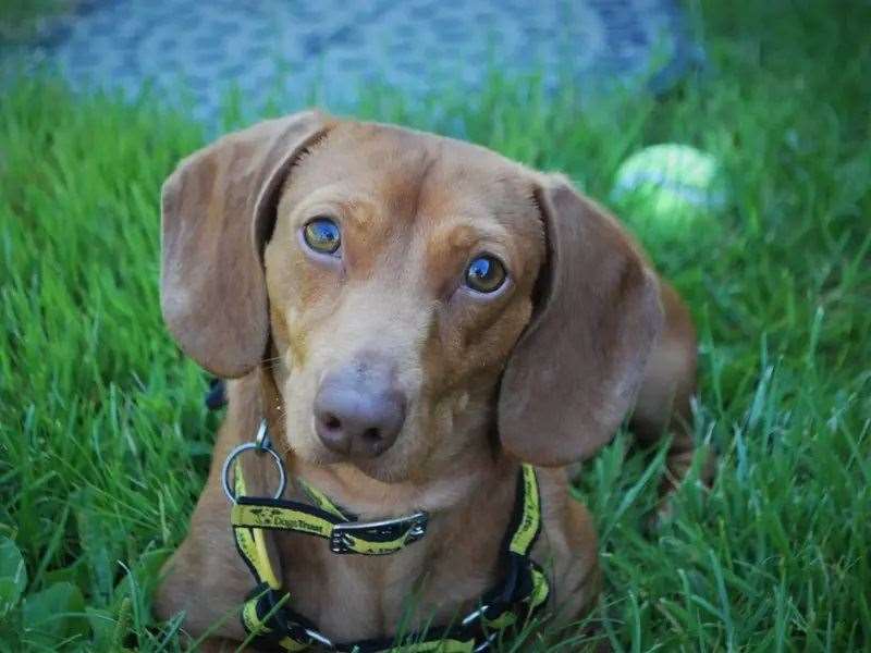 Slinky is looking for a loving home