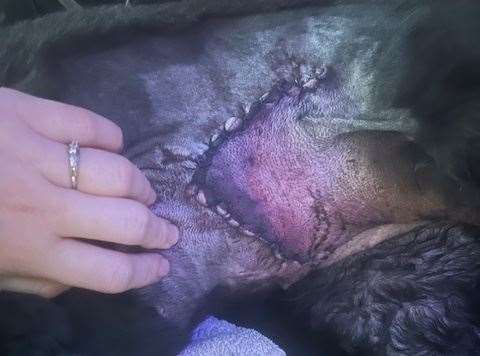 Wounds caused to Cassie's stomach understood to be from the metal stakes. Credit: Charlotte Sutton