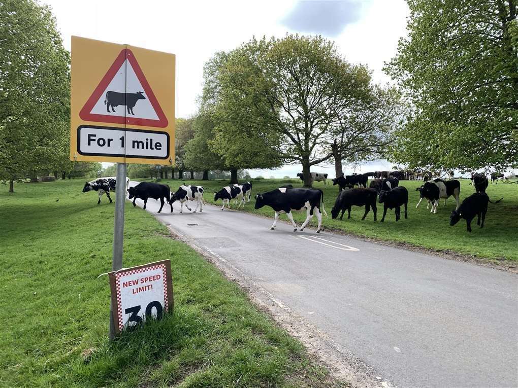 Concerns have been raised over the safety of the cattle on Hungerford Common