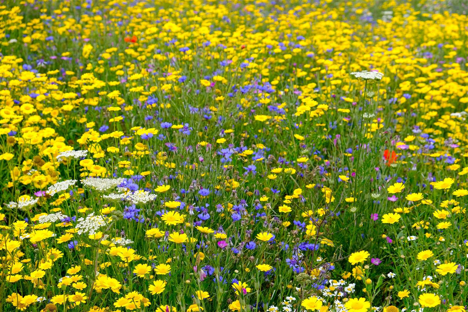 Wildflowers at City Recreation Ground
