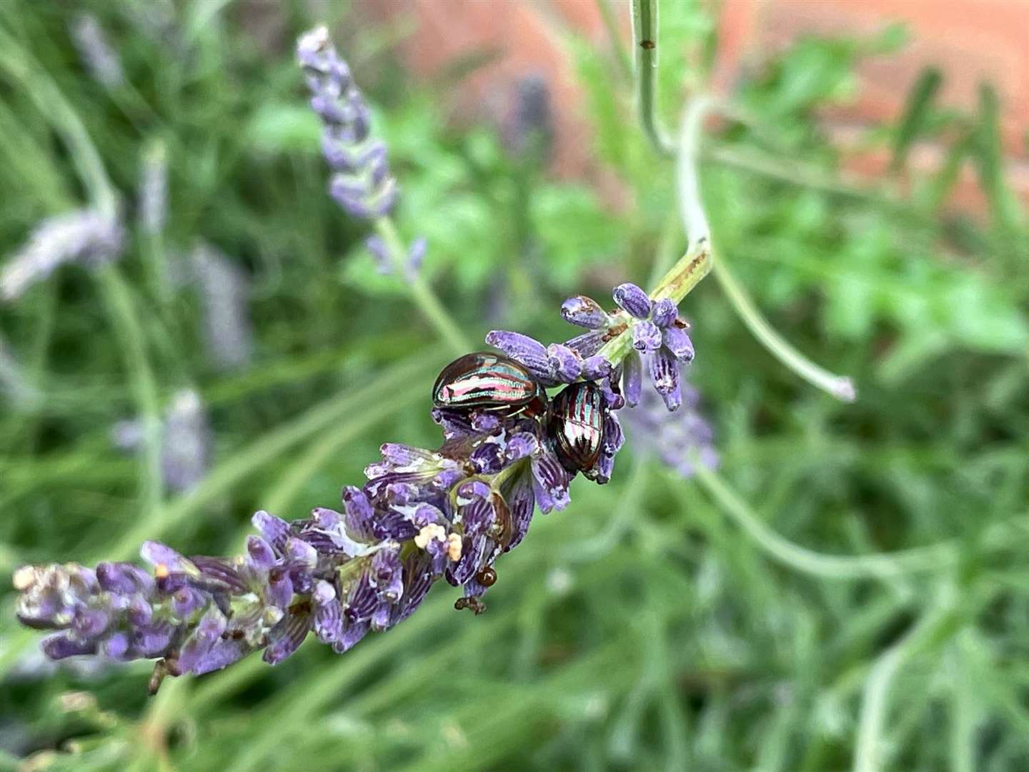 Adult beetles begin eating ahead of breeding season
