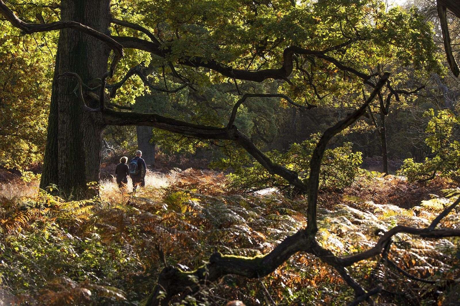 Couple walking in woodland at Blenheim