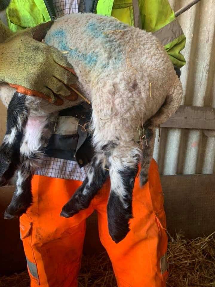 Lamb suffers broken leg in dog attack (46499129)