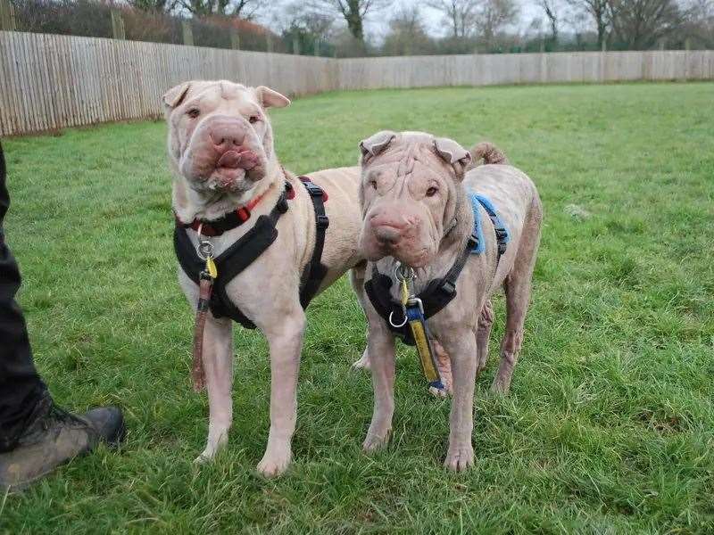 Nala and Chappo
